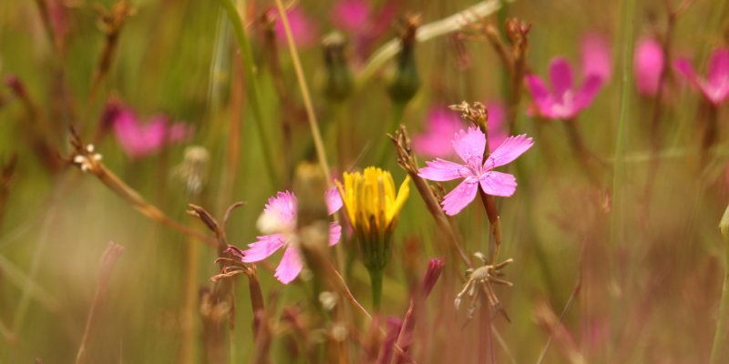 Steenanjer