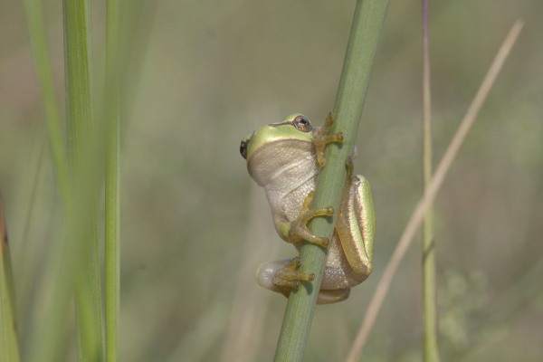 Welke soorten help jij een handje op de Natuurwerkdag?