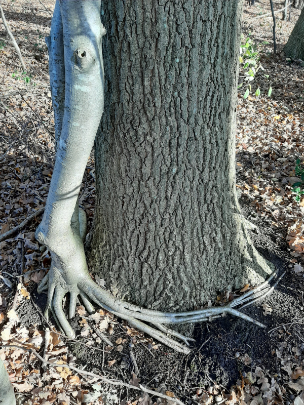 bomen is passie