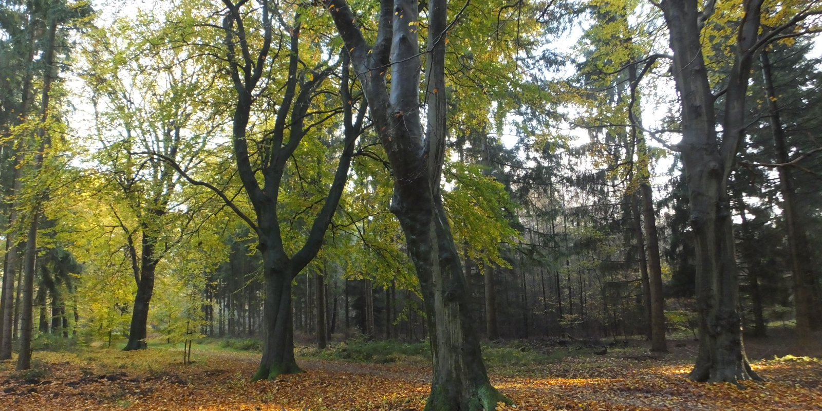 herfst