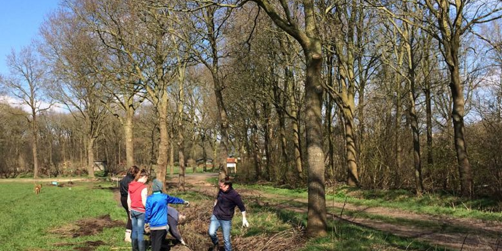 heggen-planten-hoop-heggen-2