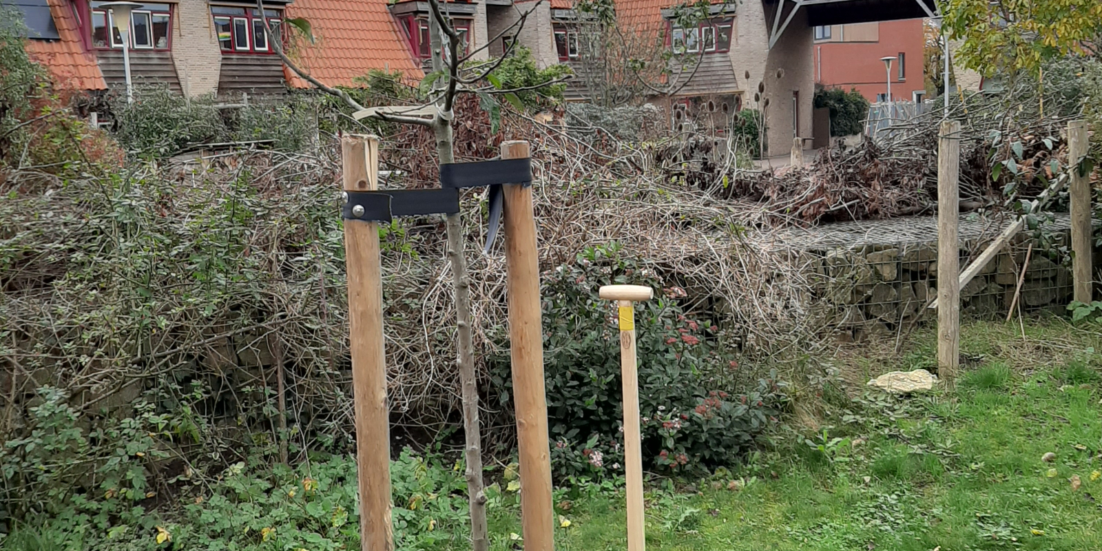 aanplant appelboom Meanderhof