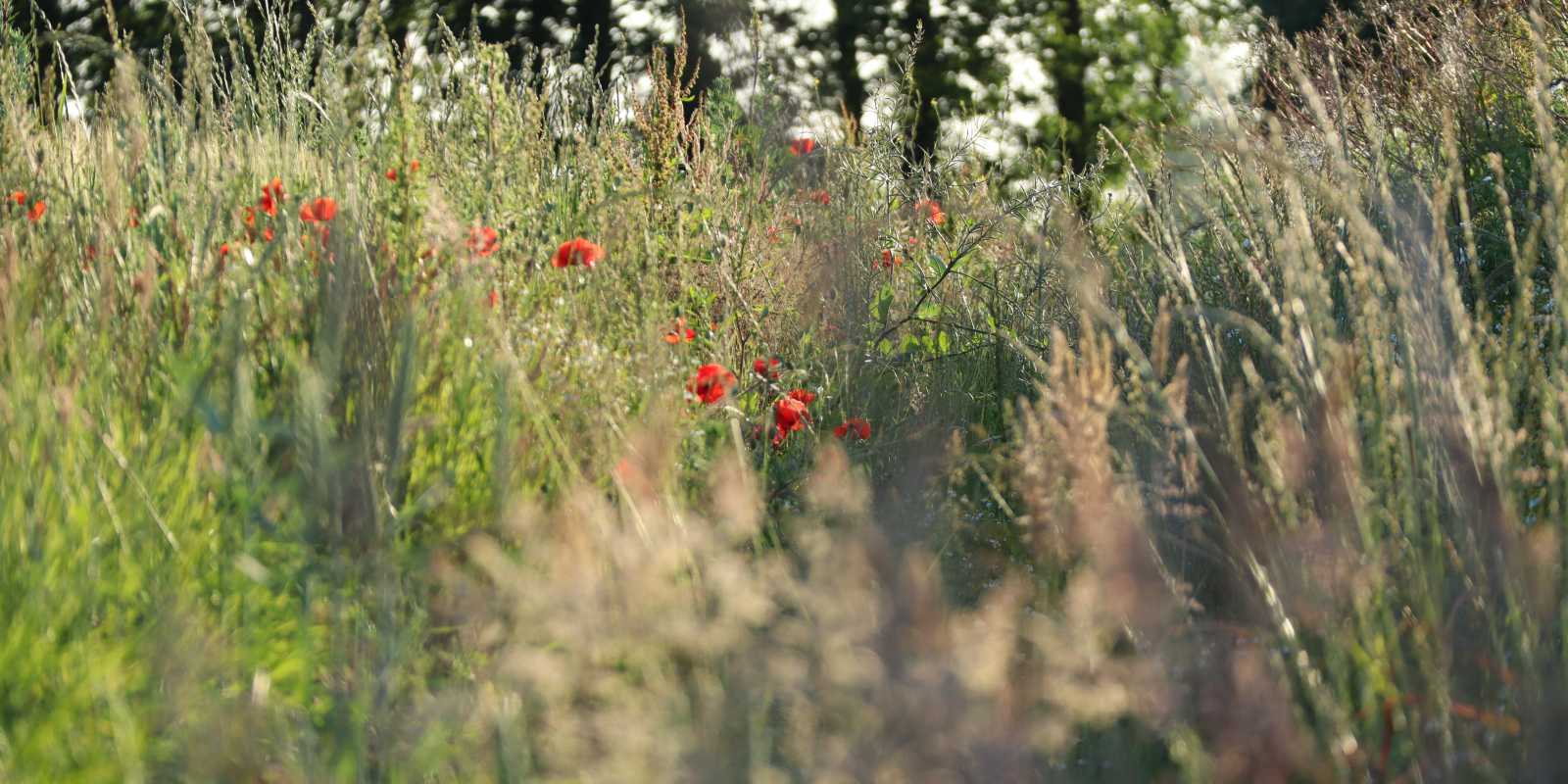 weidebloemen
