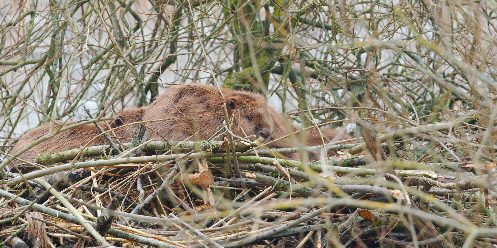 bever op burcht