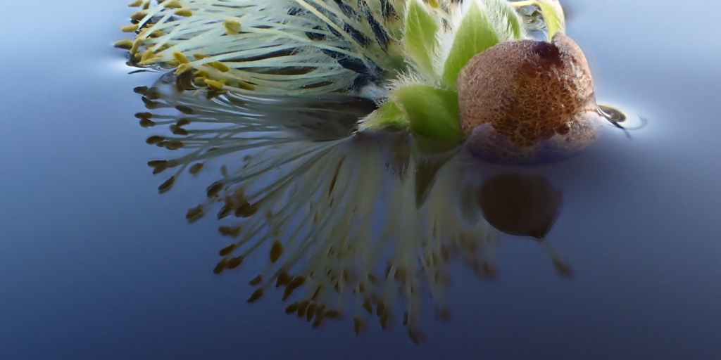 De kracht en pracht van wilgen - Foto Magda Piessens