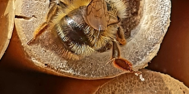 Bij1