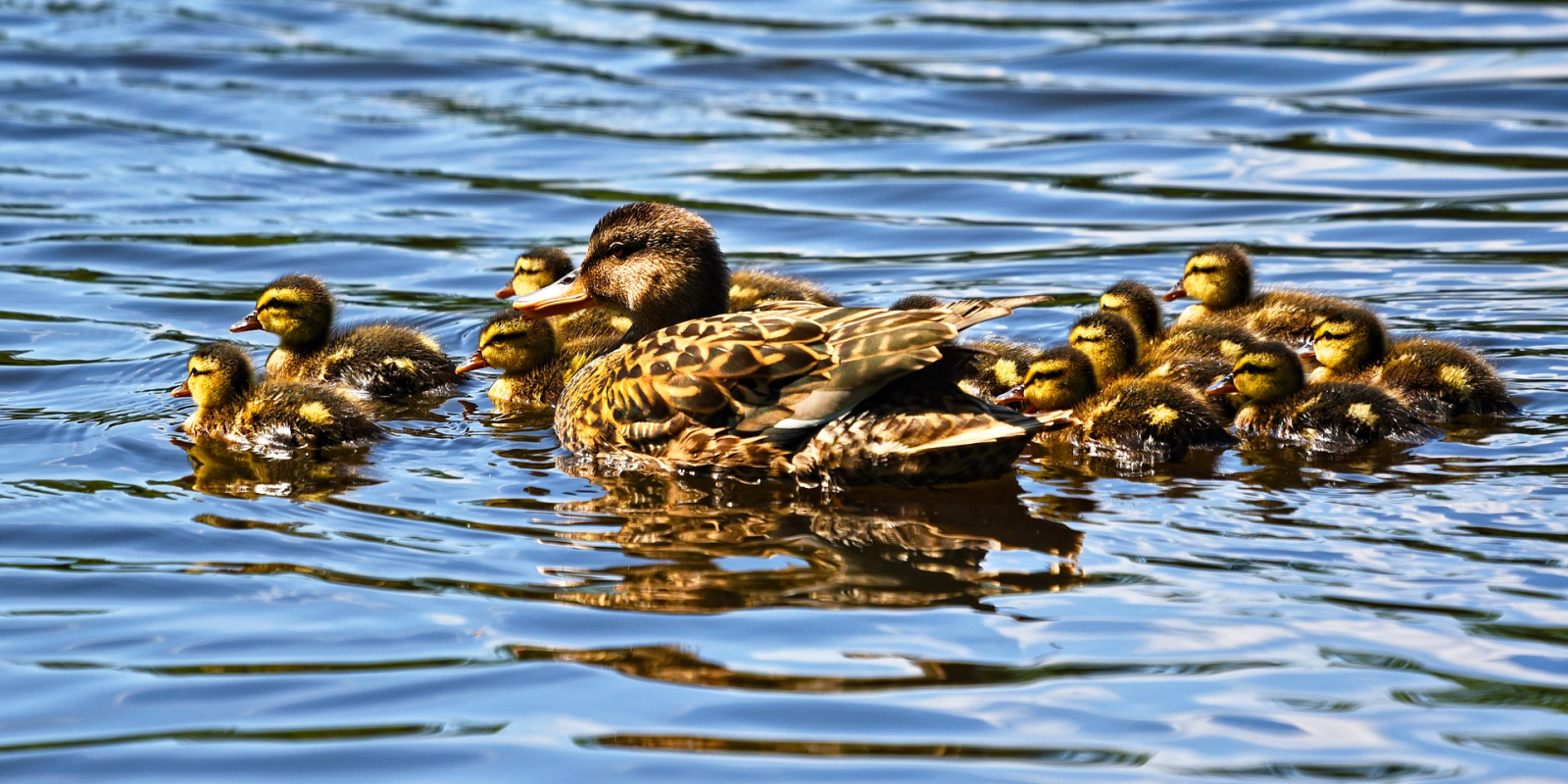 wilde-eend-met-kuikens