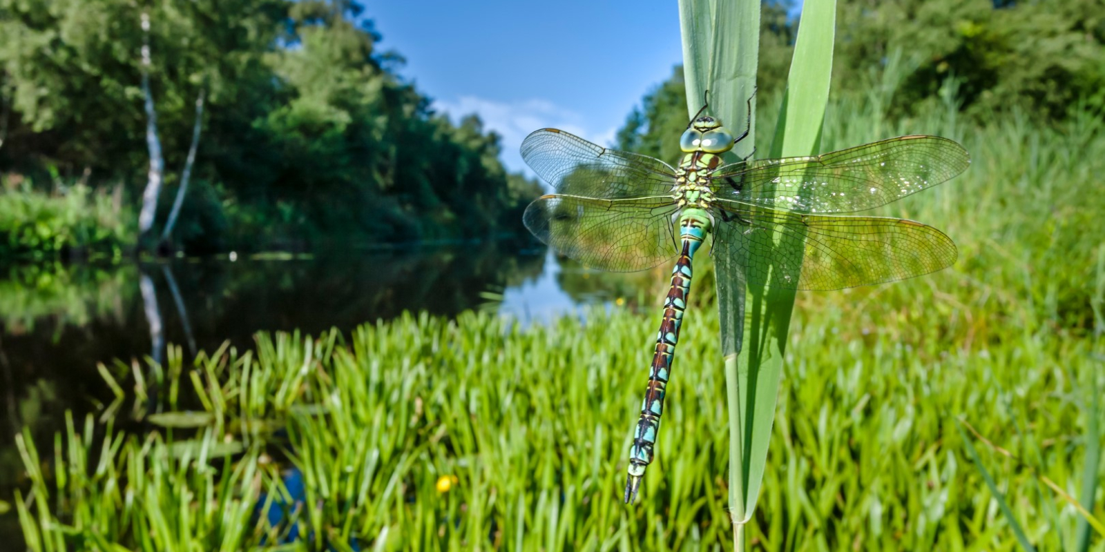 Groene glazenmaker
