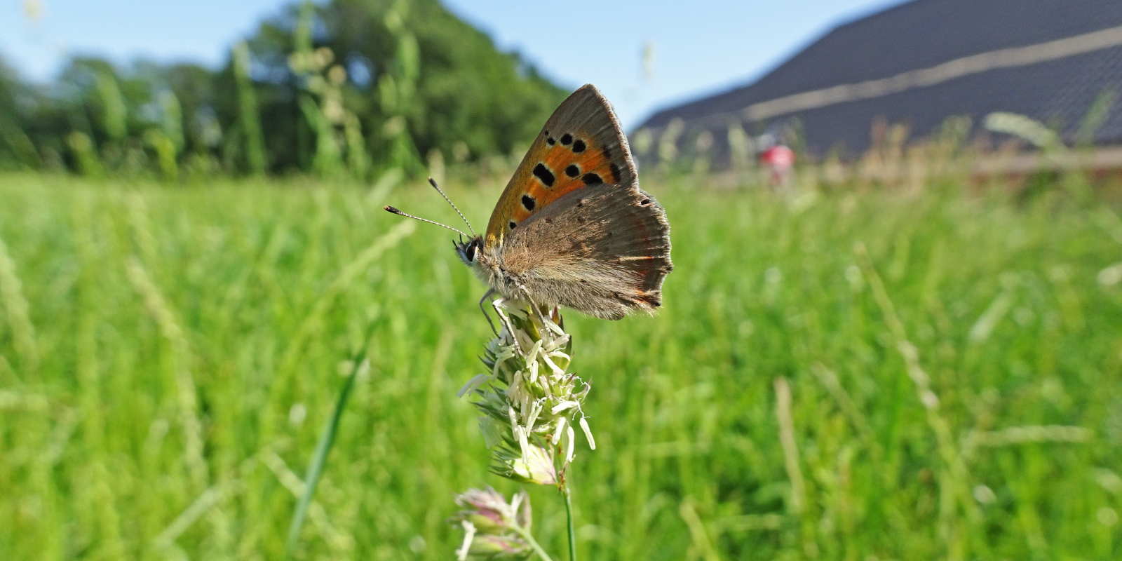 Kleine Vuurvlinder