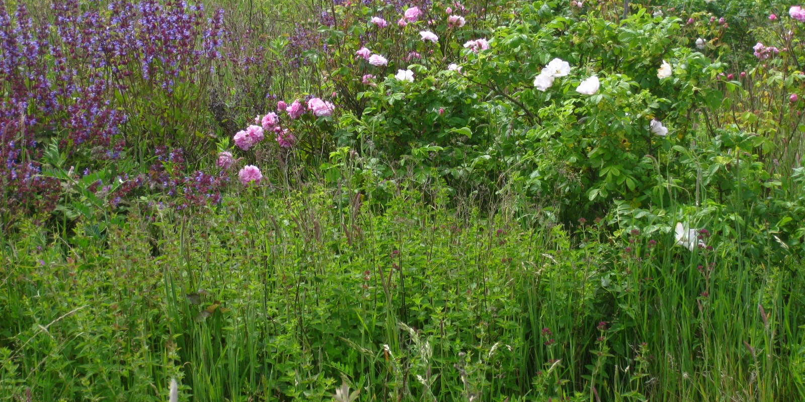 Hoe grond tot leven komt - Clegyr levende tuin