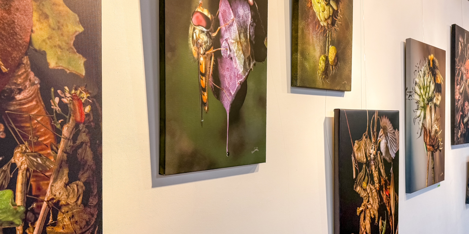 Expositie 'Oog in oog met het insectenrijk'