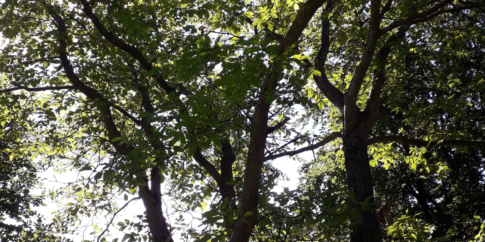 walnoot