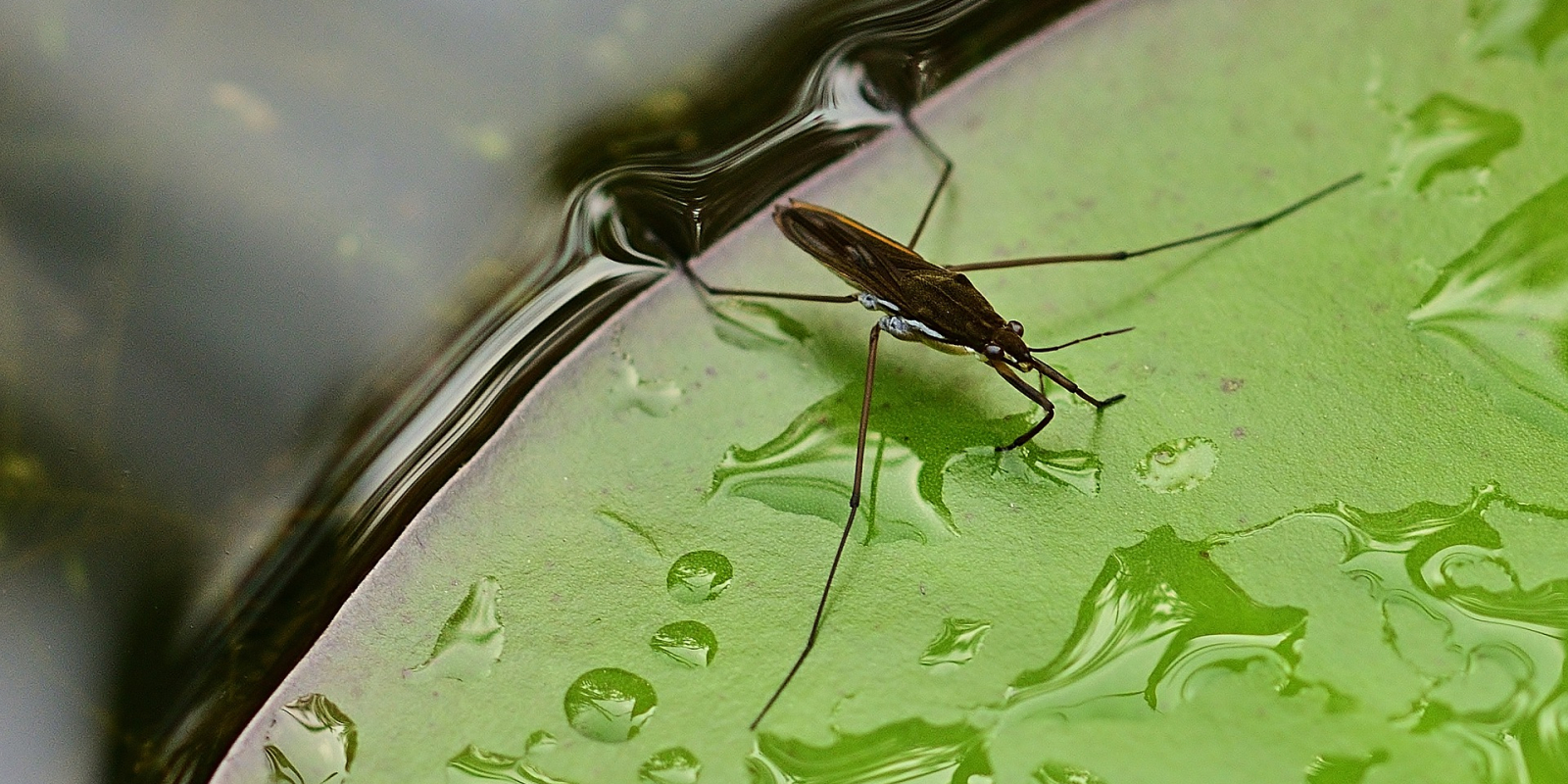 water-striders