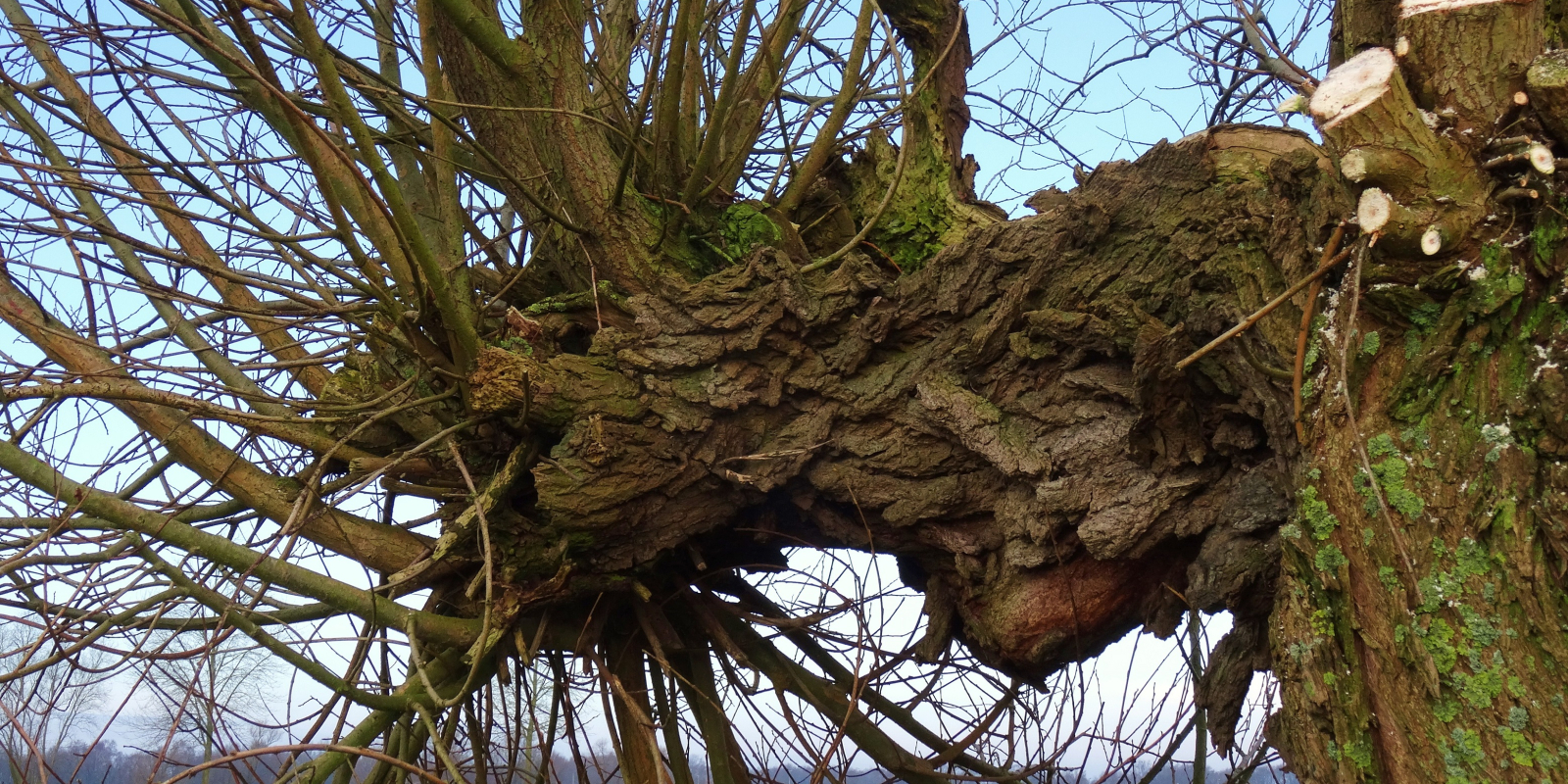 wilgen-knotten