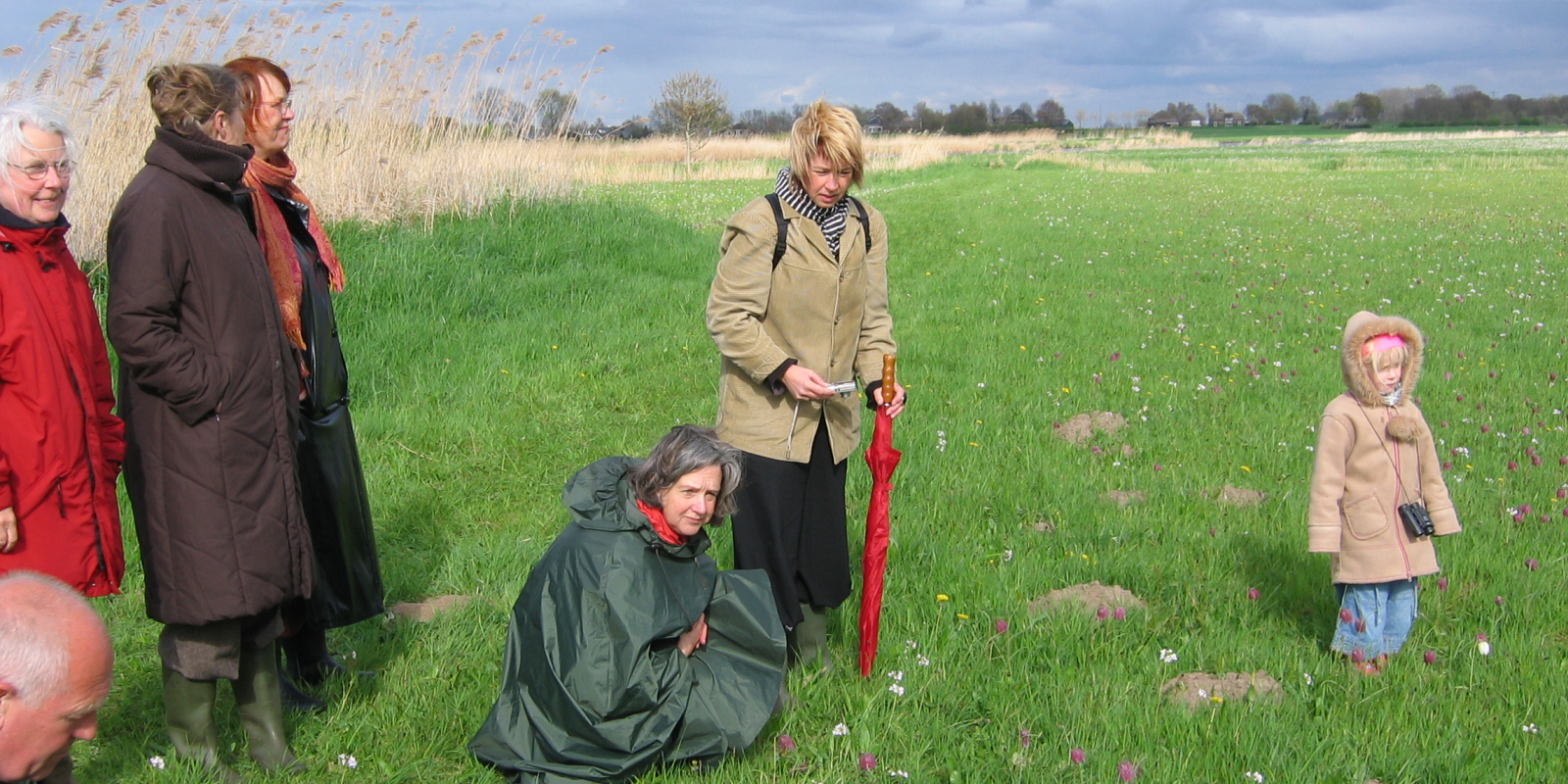 kievitsbloem