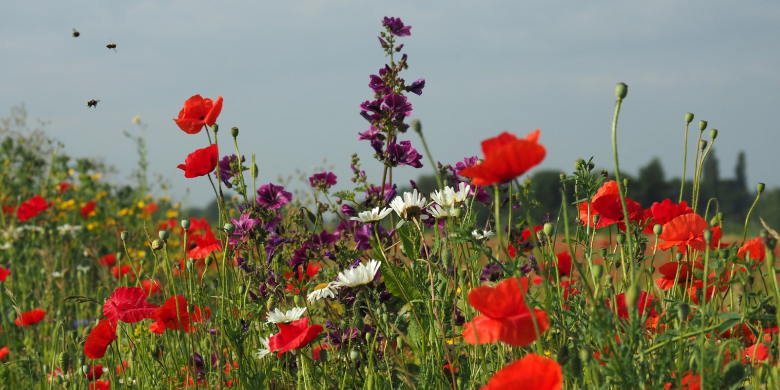 Bloemenweide natuurakker Olst 