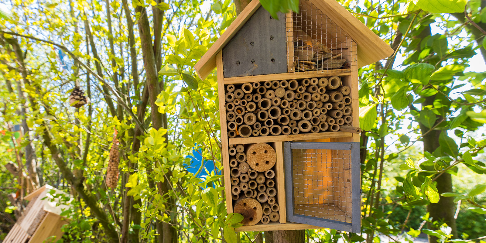 biodiversiteit---2019-04-18_ivn_buitenles_de-kraal_tholen_juri-hiensch_mg_0070-1