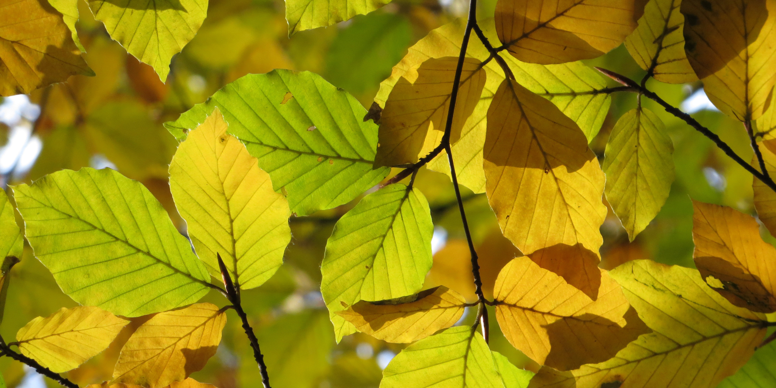 230824 herfsttips beukenblad