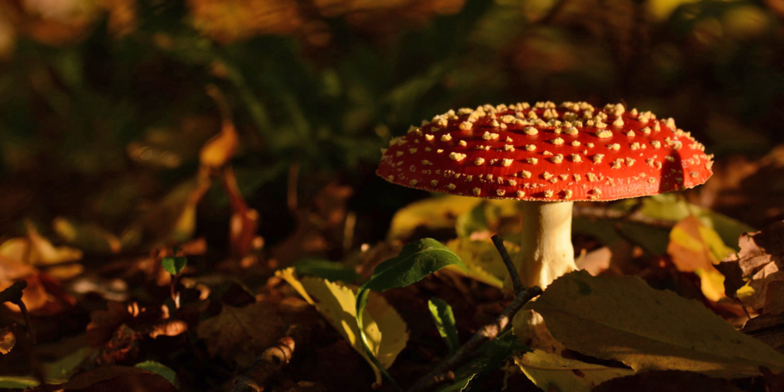 NKL Paddenstoelen, vliegenzwam (8) (Large)kopie