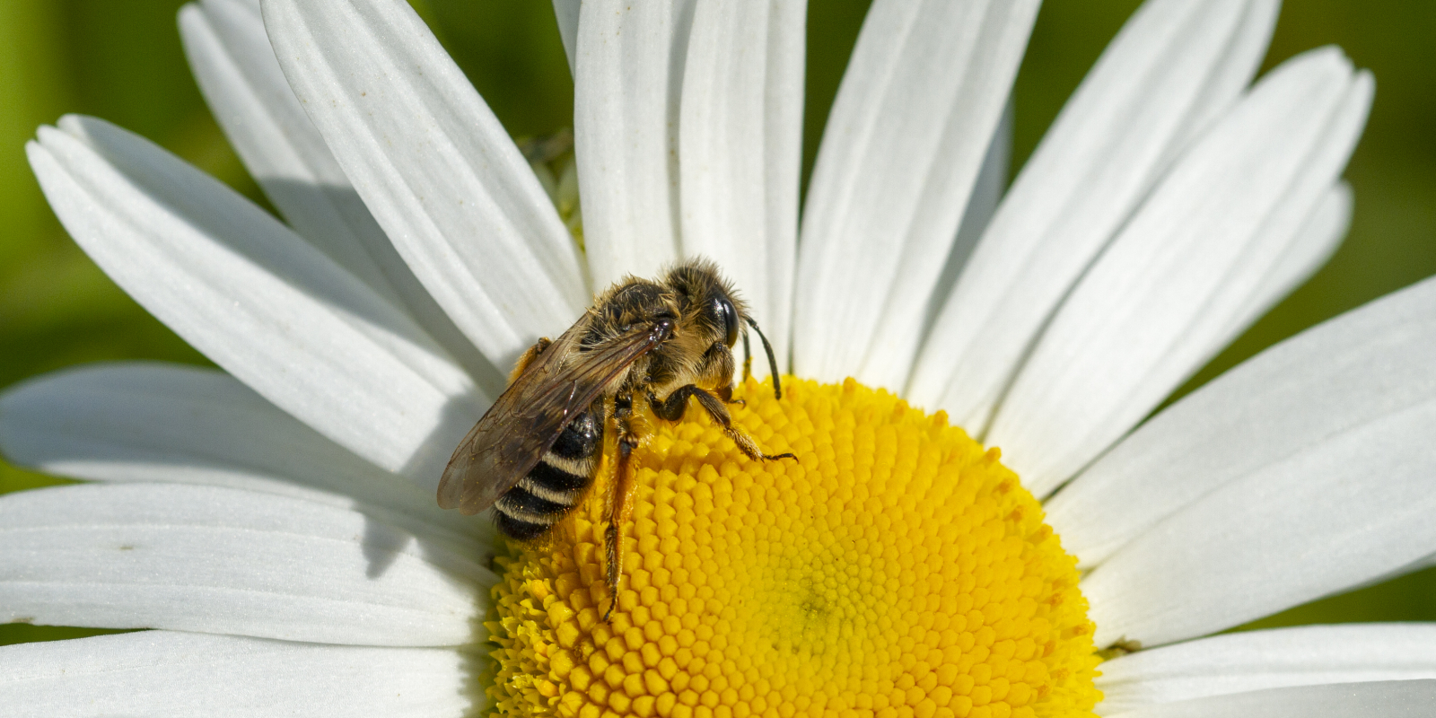 Grasbij op margriet  foto Wim Wijering