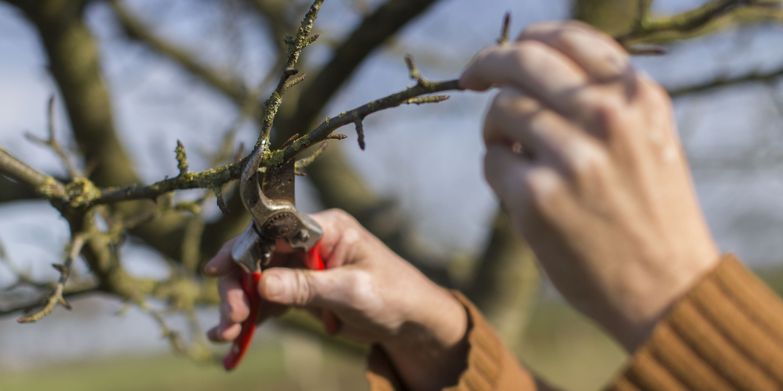 foto hoogstamfruit - Rink Hof