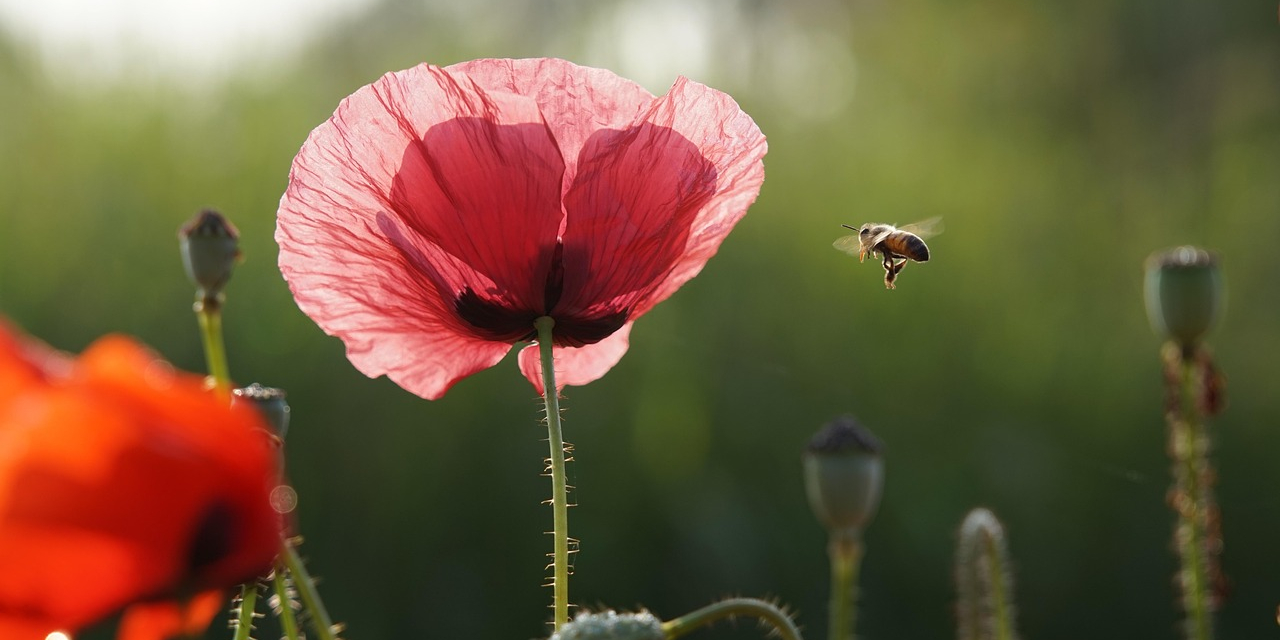klaproos-papaver met bij