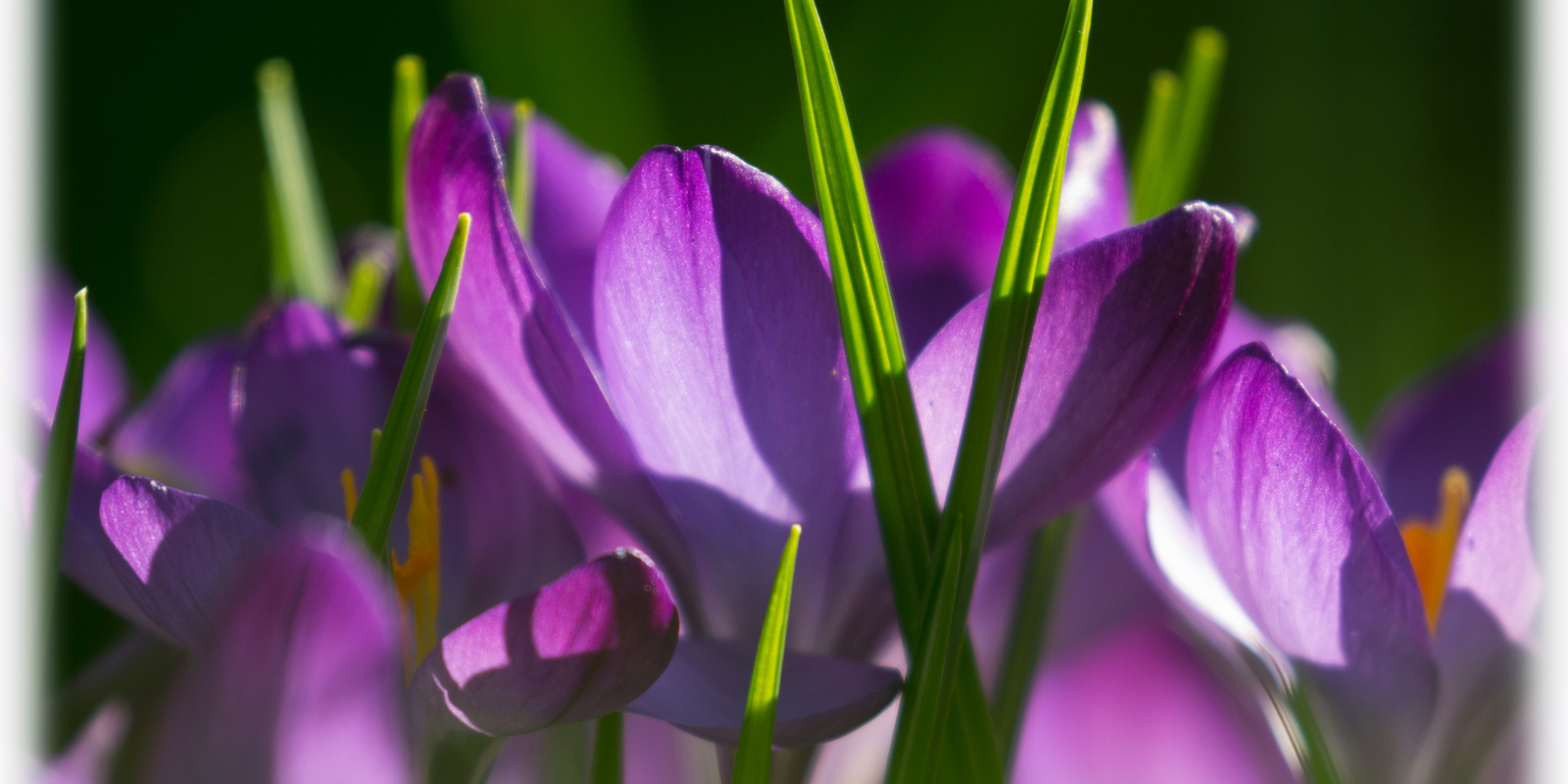 foto krokus voorjaar