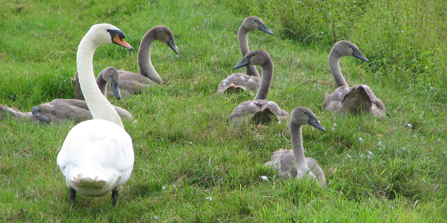 Watervogels zwaan 
