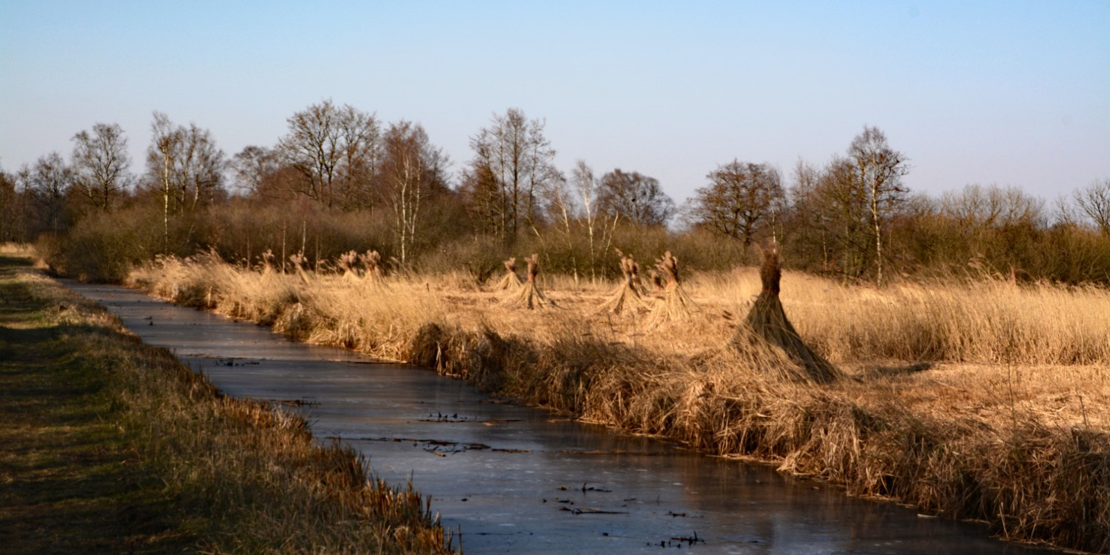 Weerribben, rietoogst