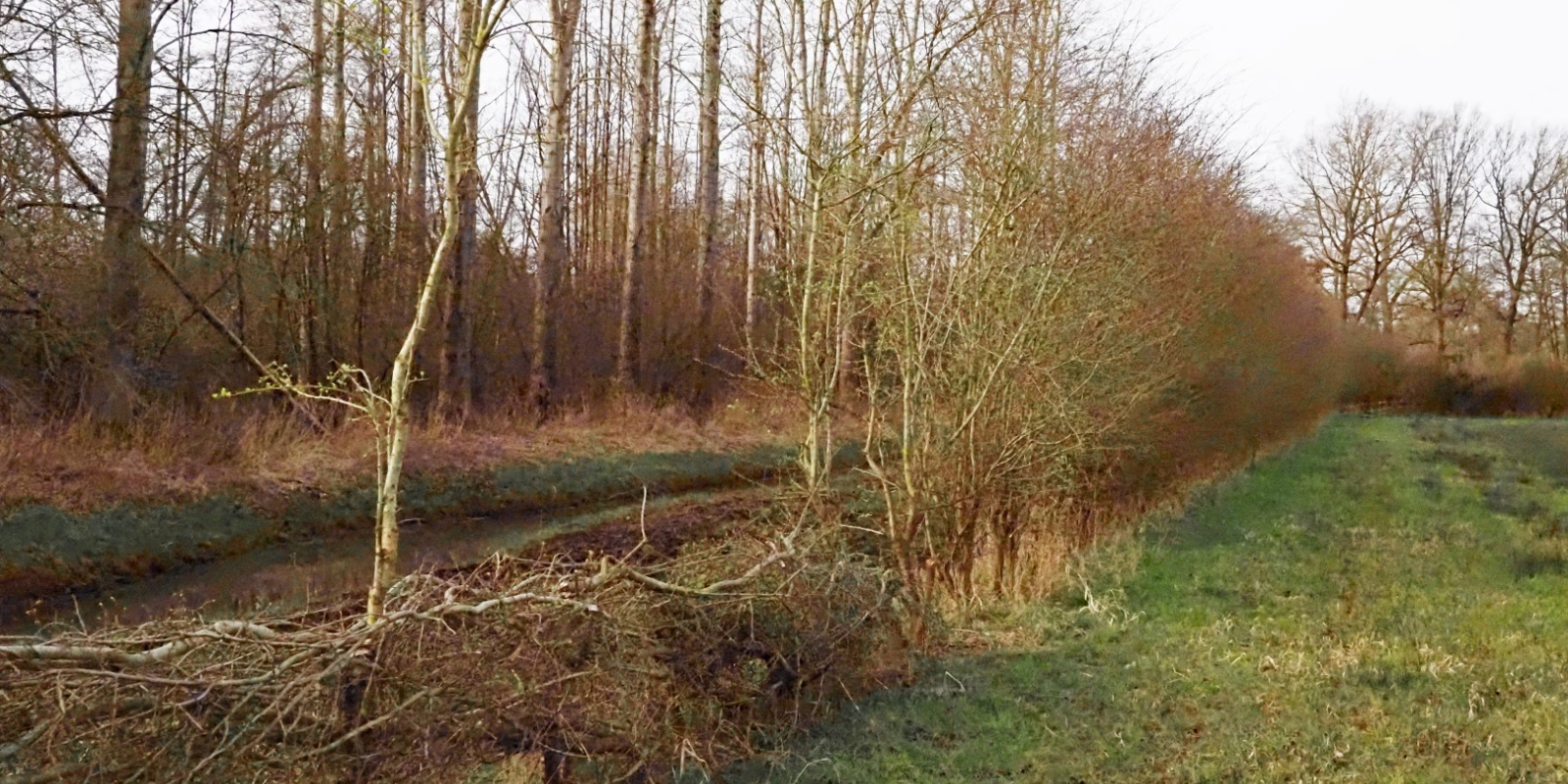 Heggenleggen, de deels gelegde heg