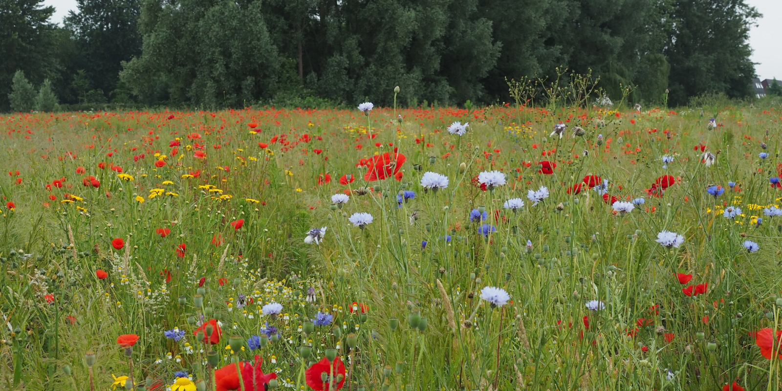 Bloemenweide Olst