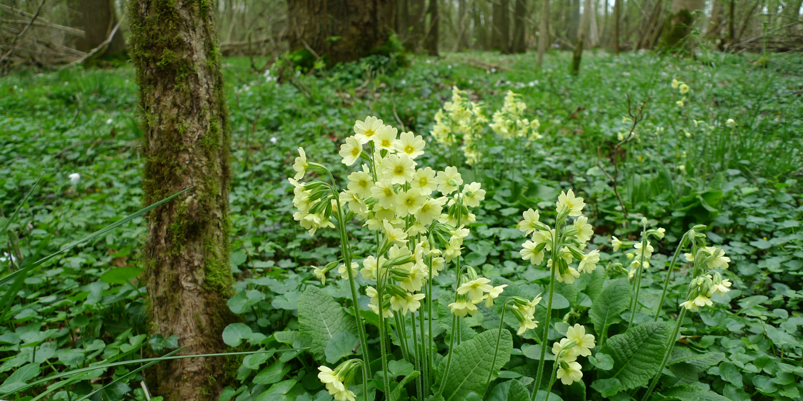 slankesleutelbloem