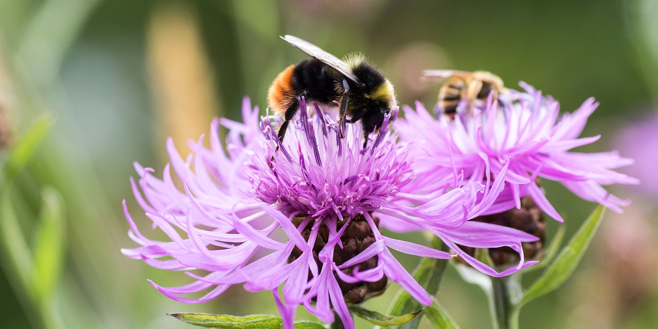 hommel op korenbloem roze