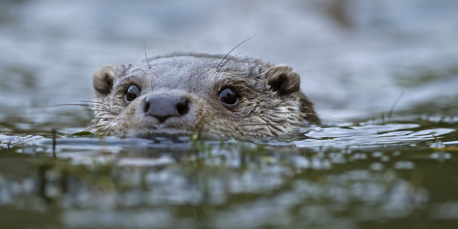 otter4