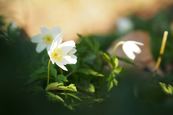 Plantencursus FLORON