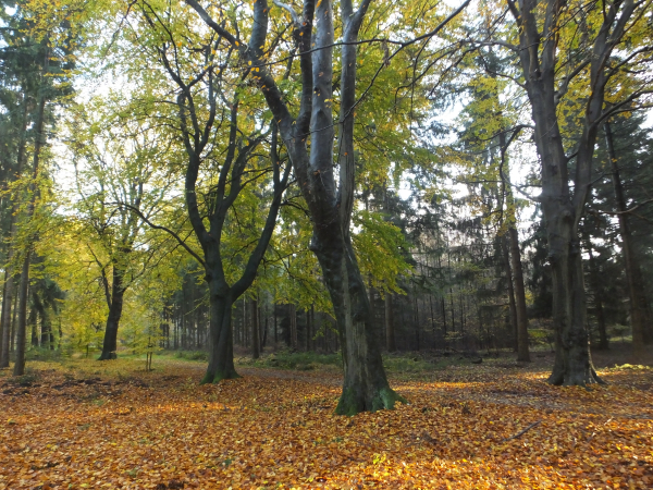 Genieten: herfstkleuren in het landschap