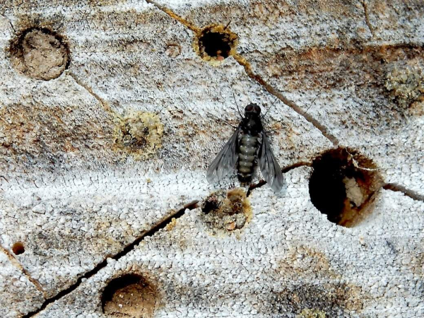 op een insectenhotel