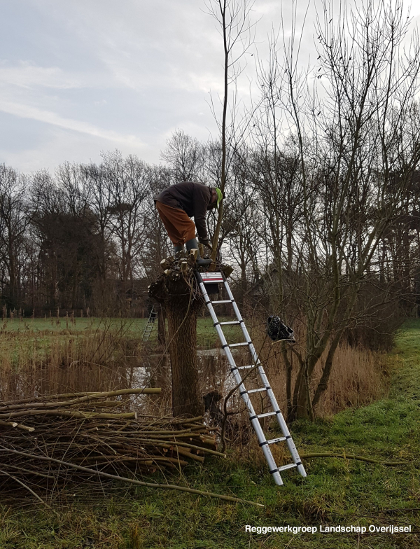 Wilgen knotten