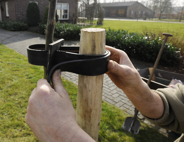 aanplant bomen - met boompaal