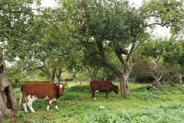 In de boomgaard 