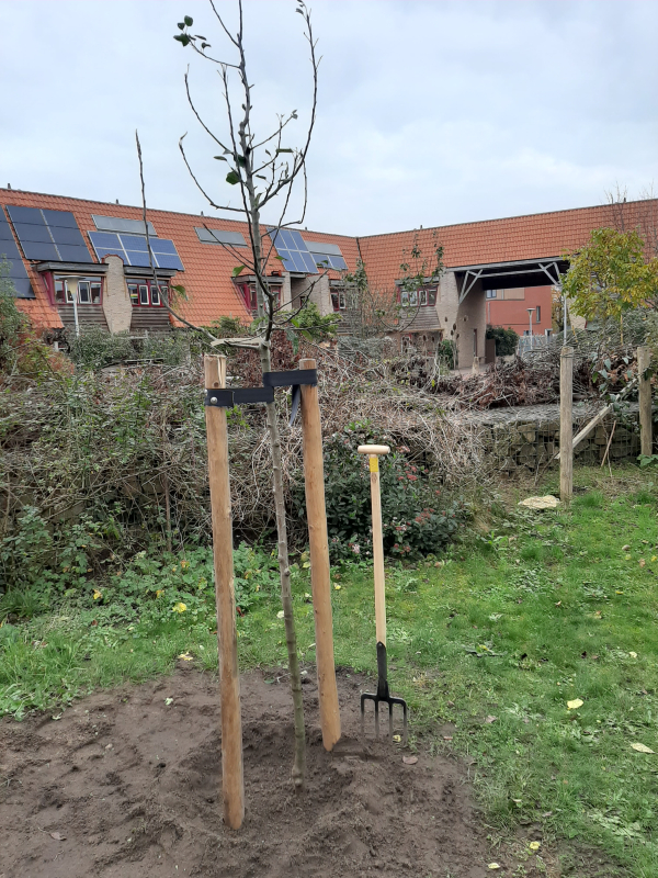 bomen aanplant in Overijssel