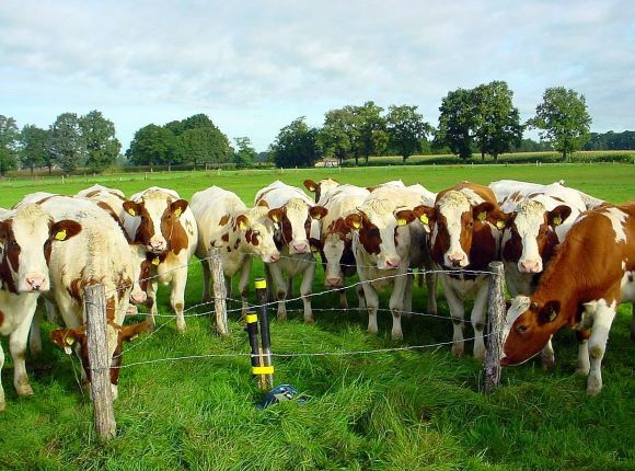 Koeien staan rondom een peilbuis in het Boetelerveld