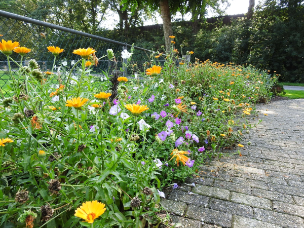 Actie Bloemenlint 2025 - Doe ook mee!