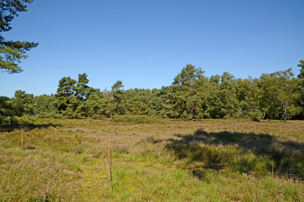 geïsoleerd heideveldje