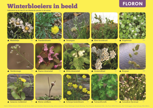 Winterbloeiers in beeld