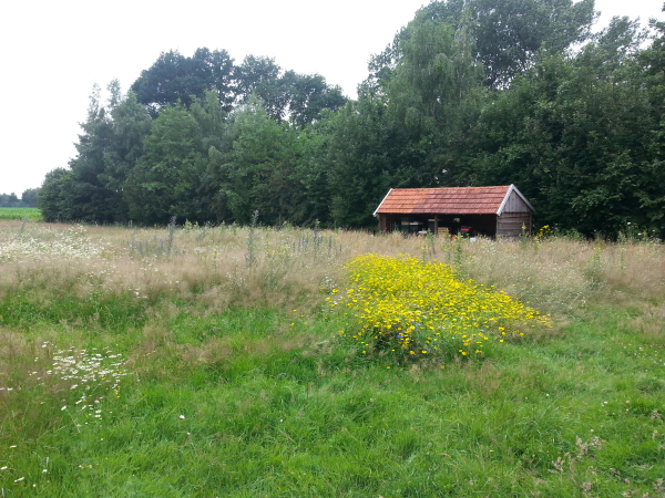 bloemenweide met gele ganzerik