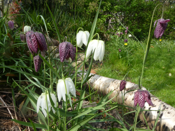In een zwolse tuin mag de kievitsbloem niet ontbreken...