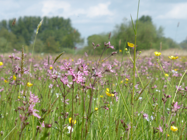 Bloemenlint Almelo