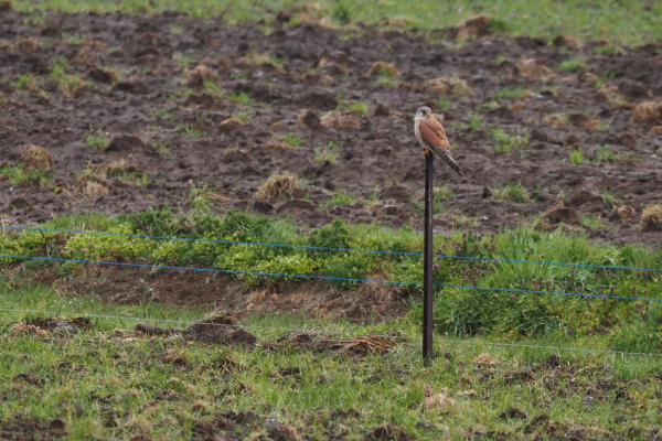 Roofvogel (Valk) zittend aan de rand van de plas-dras