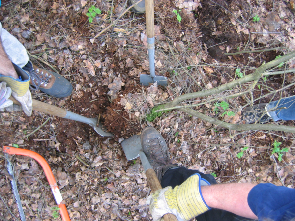 Meer bomen planten met Meer Bomen Nu